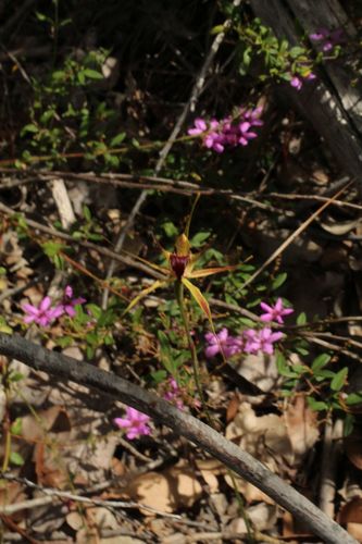 Image of Kari Spider Orchid (Caladenia brownii) by (c) Em Lamond, some rights reserved (CC BY)
