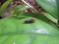 Amblyscarta invenusta