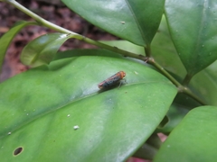 Amblyscarta invenusta