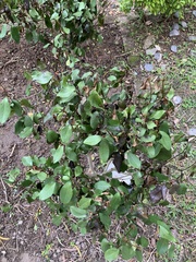 Magnolia figo