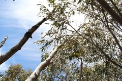 Eucalyptus megacarpa