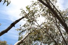 Eucalyptus megacarpa