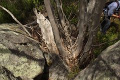 Eucalyptus megacarpa