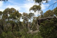 Eucalyptus megacarpa