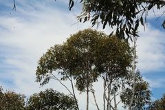 Eucalyptus megacarpa