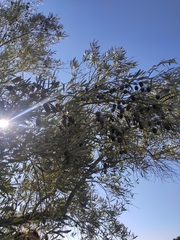 Olea europaea