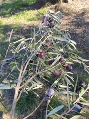 Olea europaea