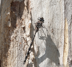 Austroaeschna parvistigma