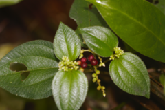 Miconia secundivaricata