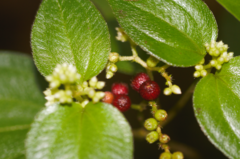 Miconia secundivaricata