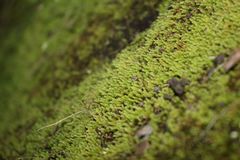 Schizymenium bryoides