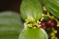 Miconia secundivaricata