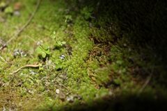 Schizymenium bryoides