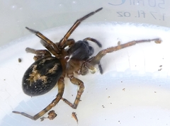 Araneae