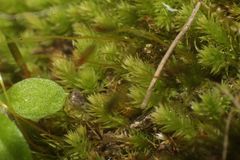 Schizymenium bryoides