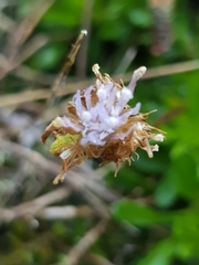 Jasione maritima