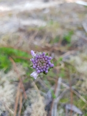 Jasione maritima