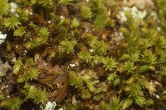 Schizymenium bryoides