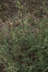 Artemisia santolinifolia