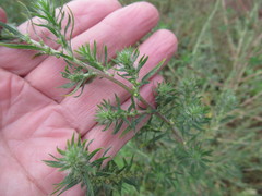 Bassia scoparia