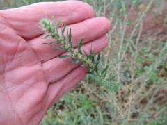 Bassia scoparia