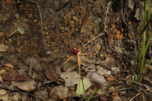 Image of Caladenia brownii by (c) Em Lamond, some rights reserved (CC BY)