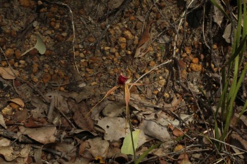Image of Caladenia brownii by (c) Em Lamond, some rights reserved (CC BY)