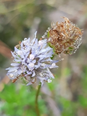 Jasione maritima