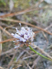 Jasione maritima