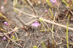 Utricularia violacea