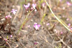 Utricularia violacea