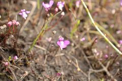 Utricularia violacea