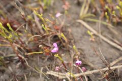 Utricularia violacea