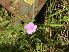 Chaetogastra gracilis