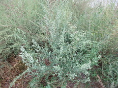Chenopodium album