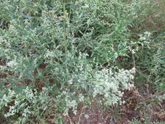 Chenopodium album