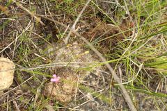 Phylloglossum drummondii