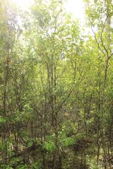 Trymalium odoratissimum