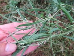 Atriplex patens