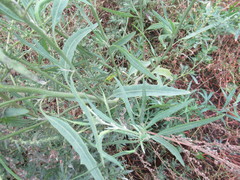 Atriplex patens