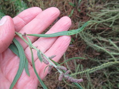 Atriplex patens