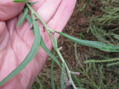 Atriplex patens
