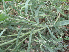Atriplex patens