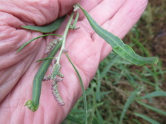 Atriplex patens