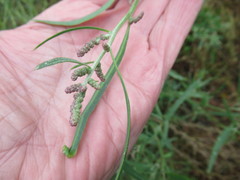 Atriplex patens