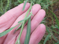 Atriplex patens