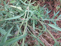 Atriplex patens