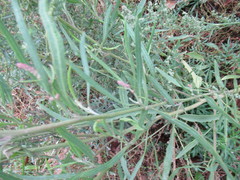 Atriplex patens