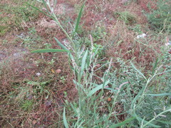 Atriplex patens