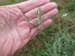 Atriplex patens